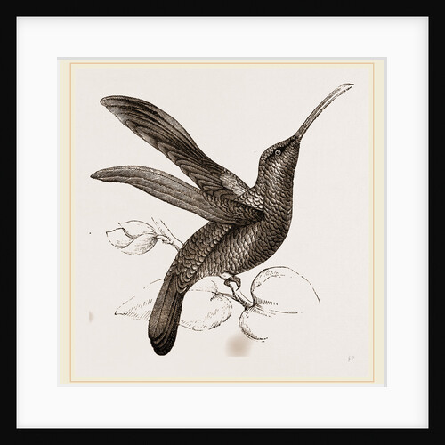 Sickle-winged Humming-bird by Anonymous