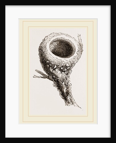 Nest of Humming-bird by Anonymous