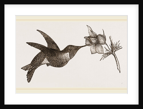 Ruby-throated Humming-bird by Anonymous