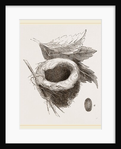 Nest of Amethyst Humming-bird by Anonymous