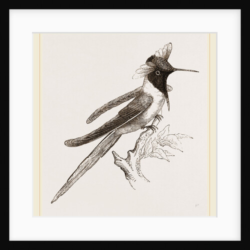 Double-crested Humming-bird by Anonymous