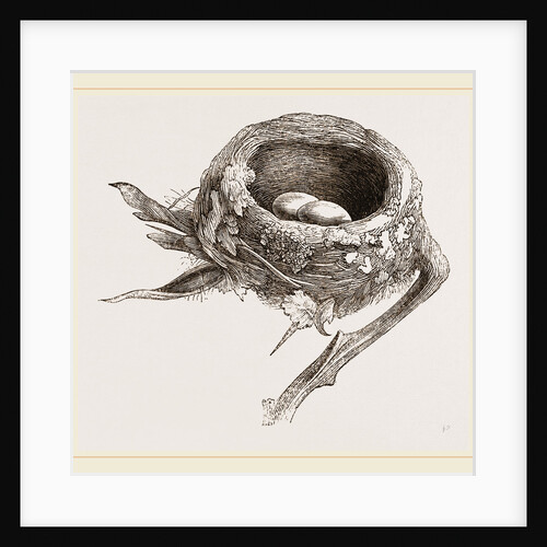 E5 Nest of Humming bird by Anonymous