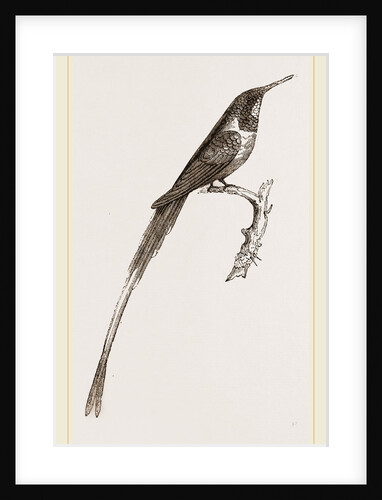 Cora Humming-bird by Anonymous