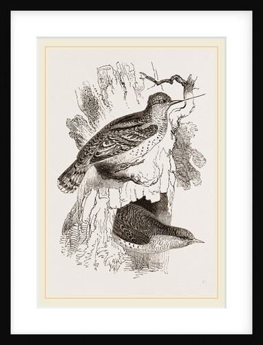 Wrynecks by Anonymous