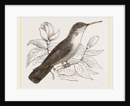 Humming-Bird by Anonymous