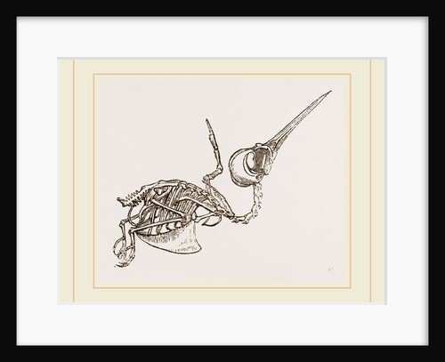 Skeleton of Humming-bird by Anonymous
