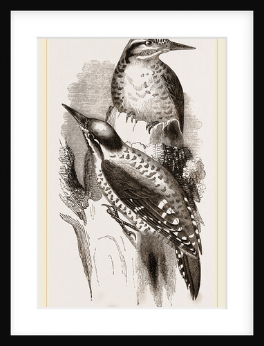 Three-toed Woodpeckers by Anonymous