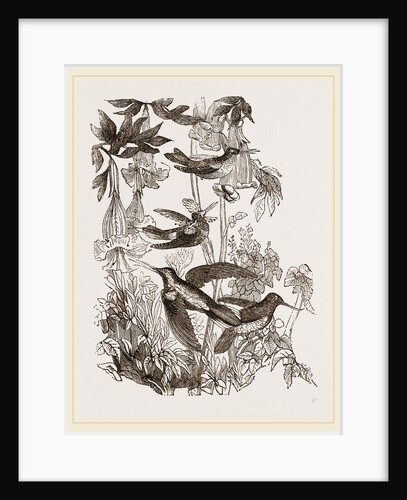 Group of Humming-birds by Anonymous