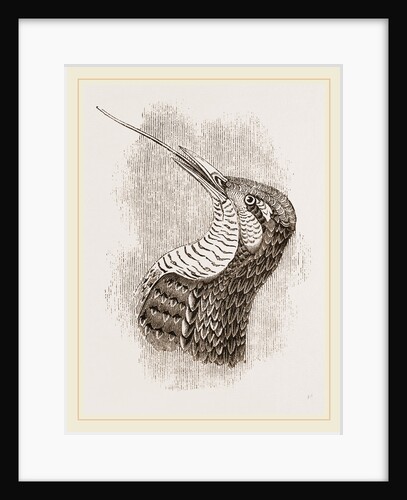 Head and Tongue of Wryneck by Anonymous