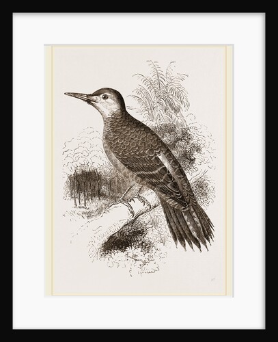 Chilian Woodpecker by Anonymous