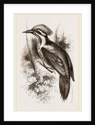 Shore's Woodpecker by Anonymous