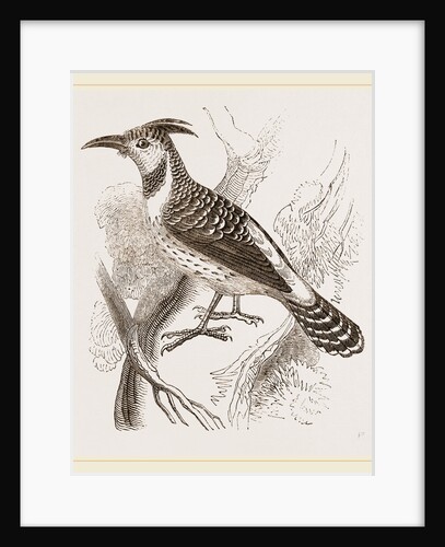 Caffre Woodpecker by Anonymous