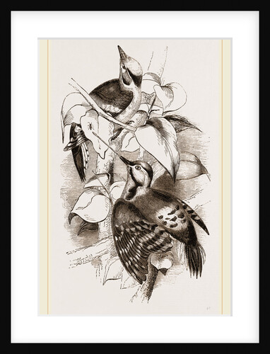 Lesser Spotted Woodpeckers by Anonymous