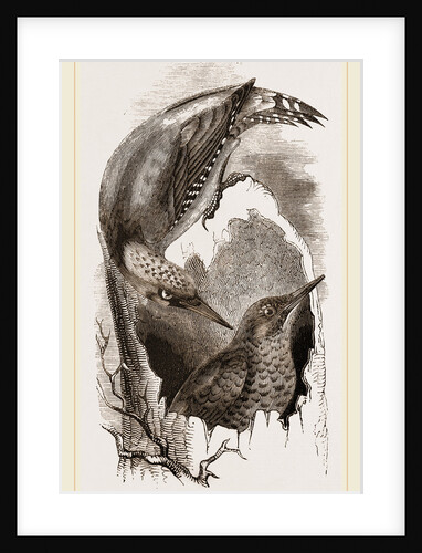 Green Woodpeckers by Anonymous