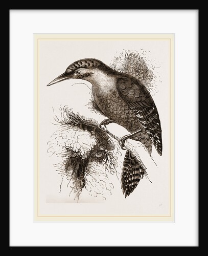 Scaled Woodpecker by Anonymous