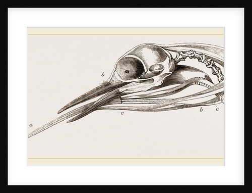 Head of Woodpecker dissected by Anonymous