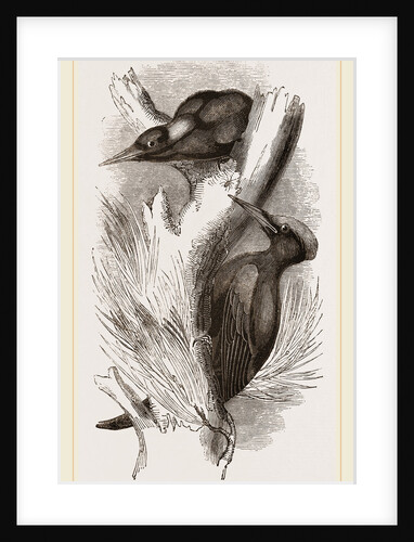 Great Black Woodpecker by Anonymous