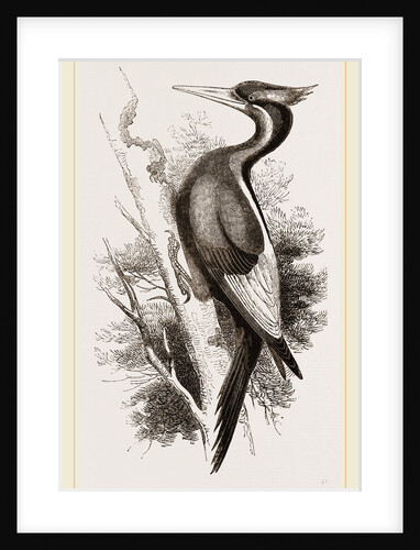 Ivory-billed Woodpecker by Anonymous