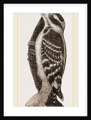 Hairy Woodpecker by Anonymous