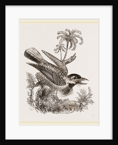 Bristly Barbet by Anonymous