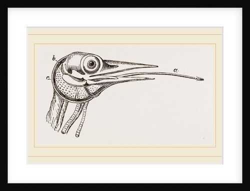 Head of Woodpecker by Anonymous