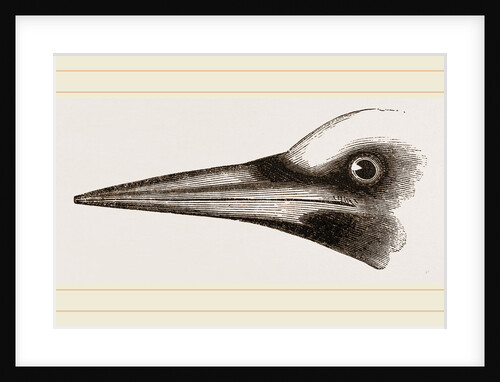 Beak of Great Black Woodpecker by Anonymous