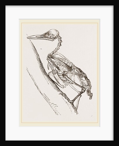 Skeleton of Woodpecker by Anonymous