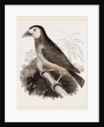 Latham's Barbet by Anonymous