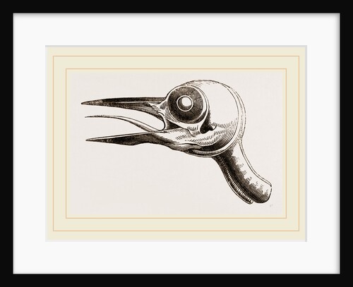 Head of Woodpecker by Anonymous