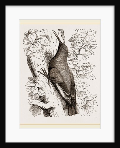Wall-Creeper by Anonymous