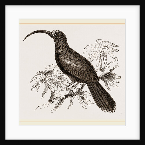 Curve-billed Creeper by Anonymous