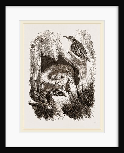 Creepers and Nest by Anonymous