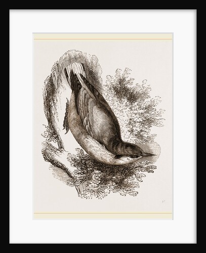 Nuthatch by Anonymous