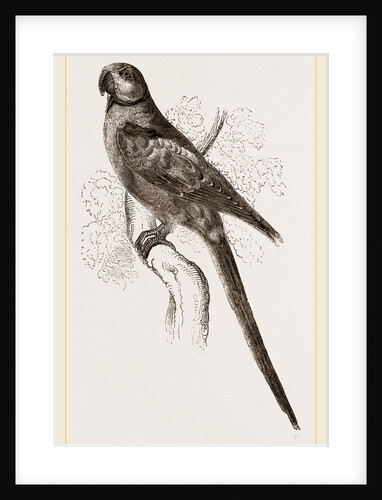Alexandrine Parrakeet by Anonymous