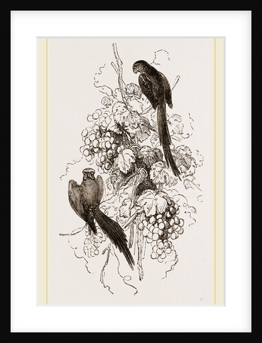 Rose-tinged Parrakeets by Anonymous