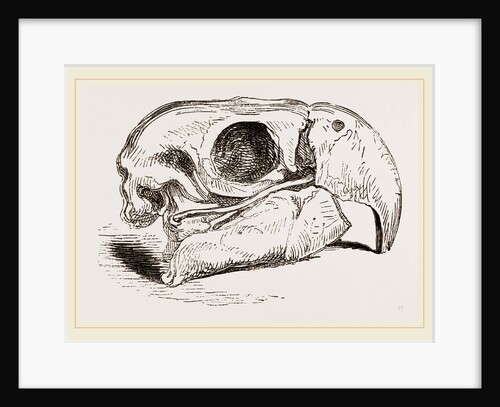 Skull of Macaw by Anonymous