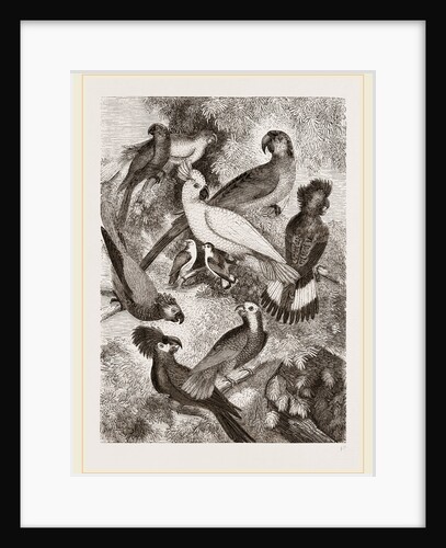 Group of Parrots by Anonymous