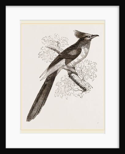 Le Vaillant's Cuckoo by Anonymous