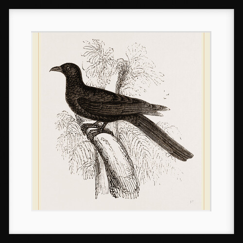Eastern Black Cuckoo by Anonymous