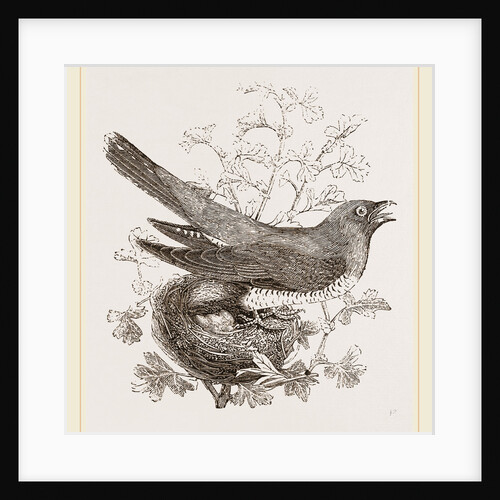 Cuckoo and Nest by Anonymous