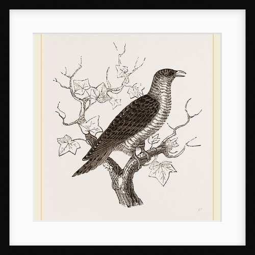 Young Cuckoo by Anonymous