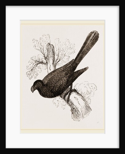 Ani, bird in the cuckoo family by Anonymous