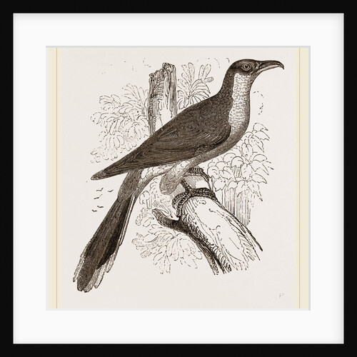 Yellow-billed Cuckoo by Anonymous