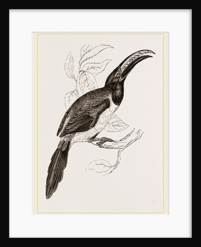 Humboldt's Aracari by Anonymous