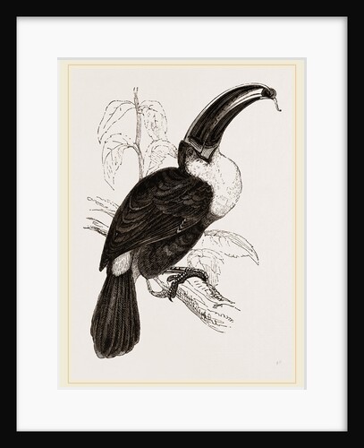 Cuvier's Toucan by Anonymous