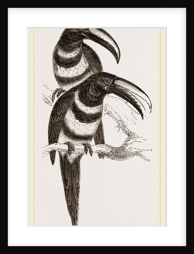 Many-banded Aracaris by Anonymous