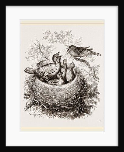 Cuckoo in Hedge-Sparrow's Nest by Anonymous