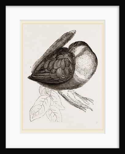 Toucan at roost secoad stage by Anonymous