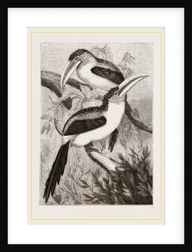 Curl-crested Aracaris by Anonymous