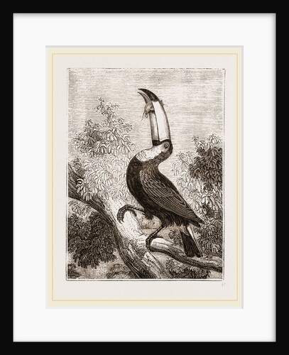 Toco Toucan by Anonymous